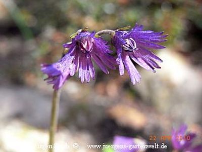 Fransenblume, Troddellblume